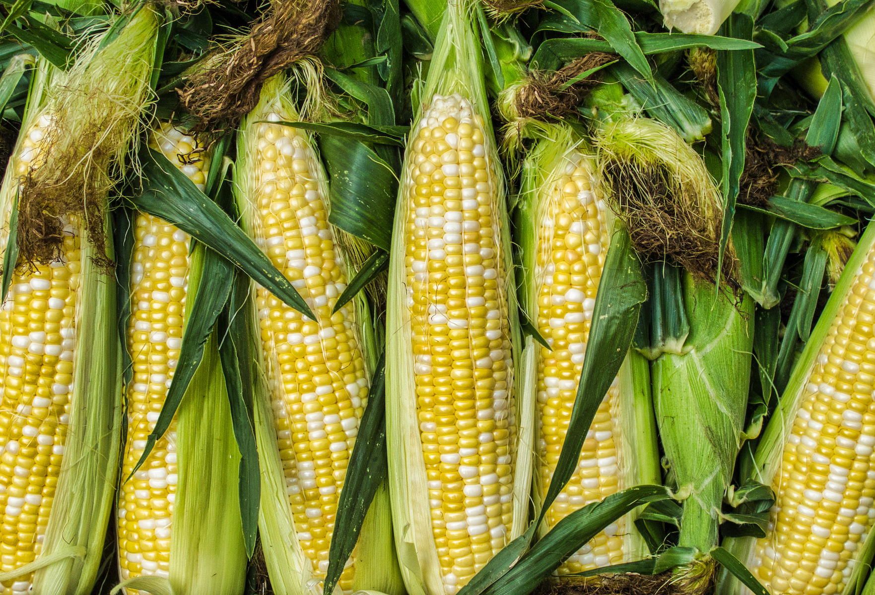 How To Freeze Corn Off The Cob Grit
